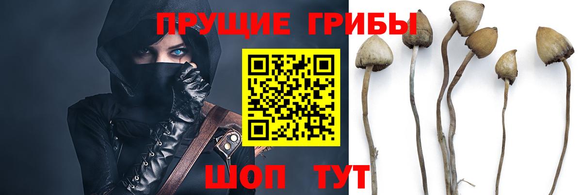 Галлюциногенные грибы Psilocybe Кольчугино